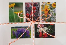 WY Wildflowers 5 Pack